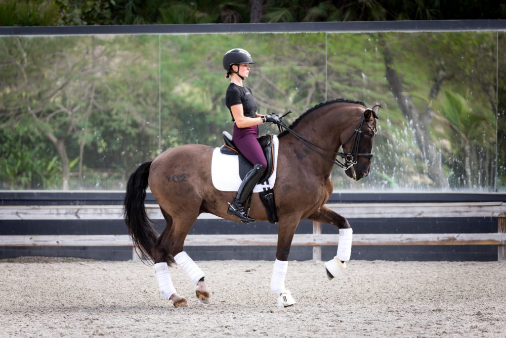 Dressage horse with rider