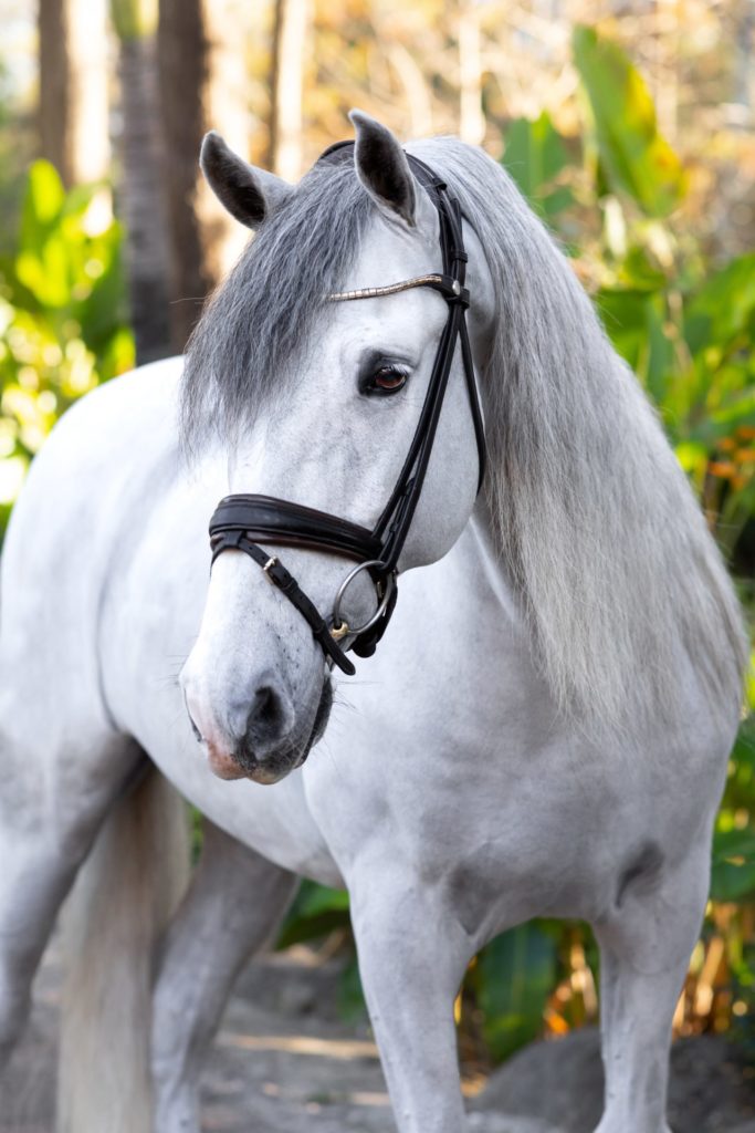 Dressage horse