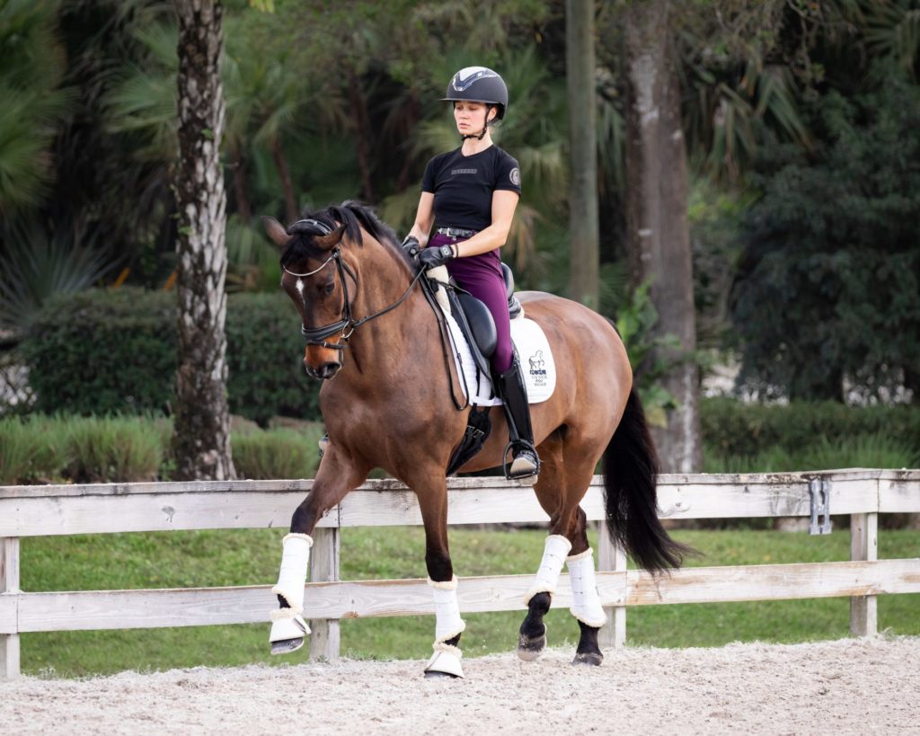 Dressage horse with rider