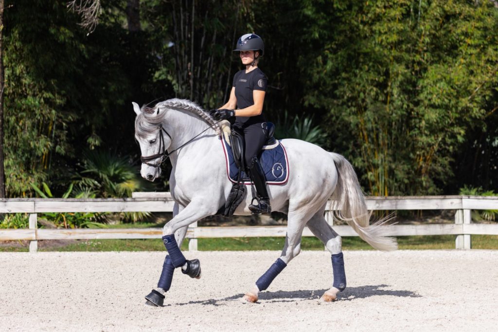 Dressage horse with rider