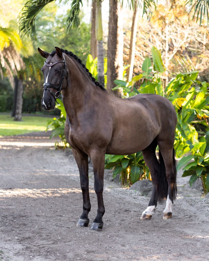 Dressage horse