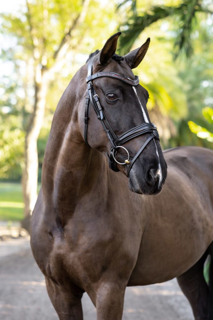 Dressage horse