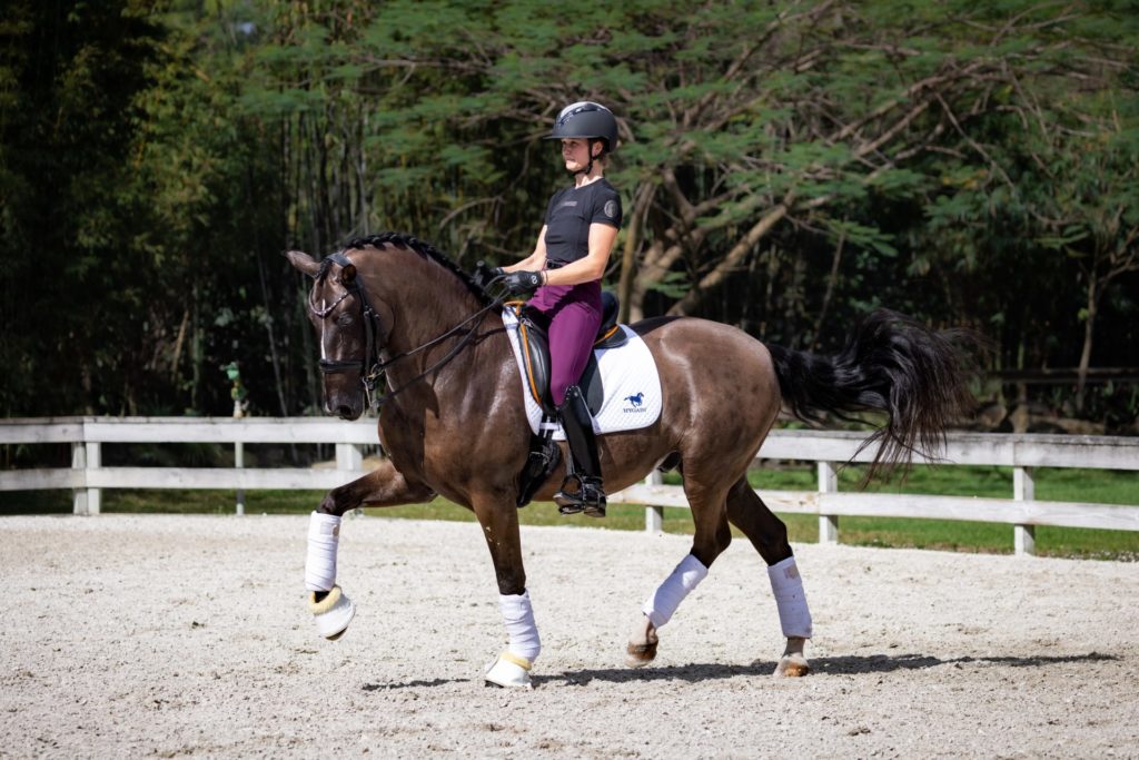 Dressage horse with rider