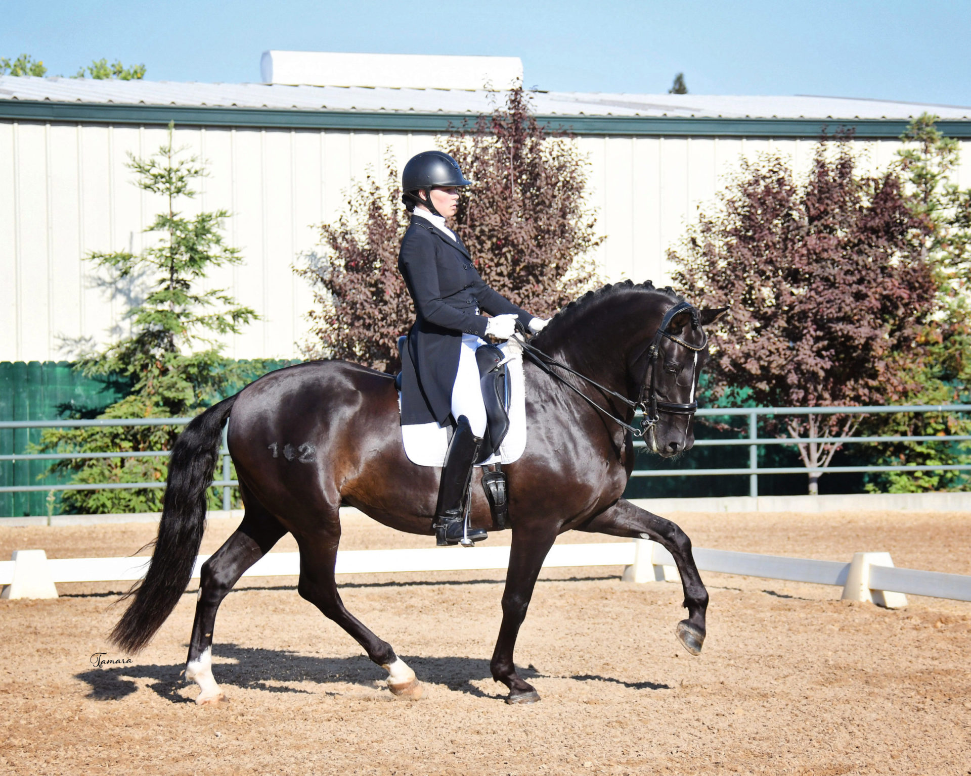 black horse in double bridle being ridden