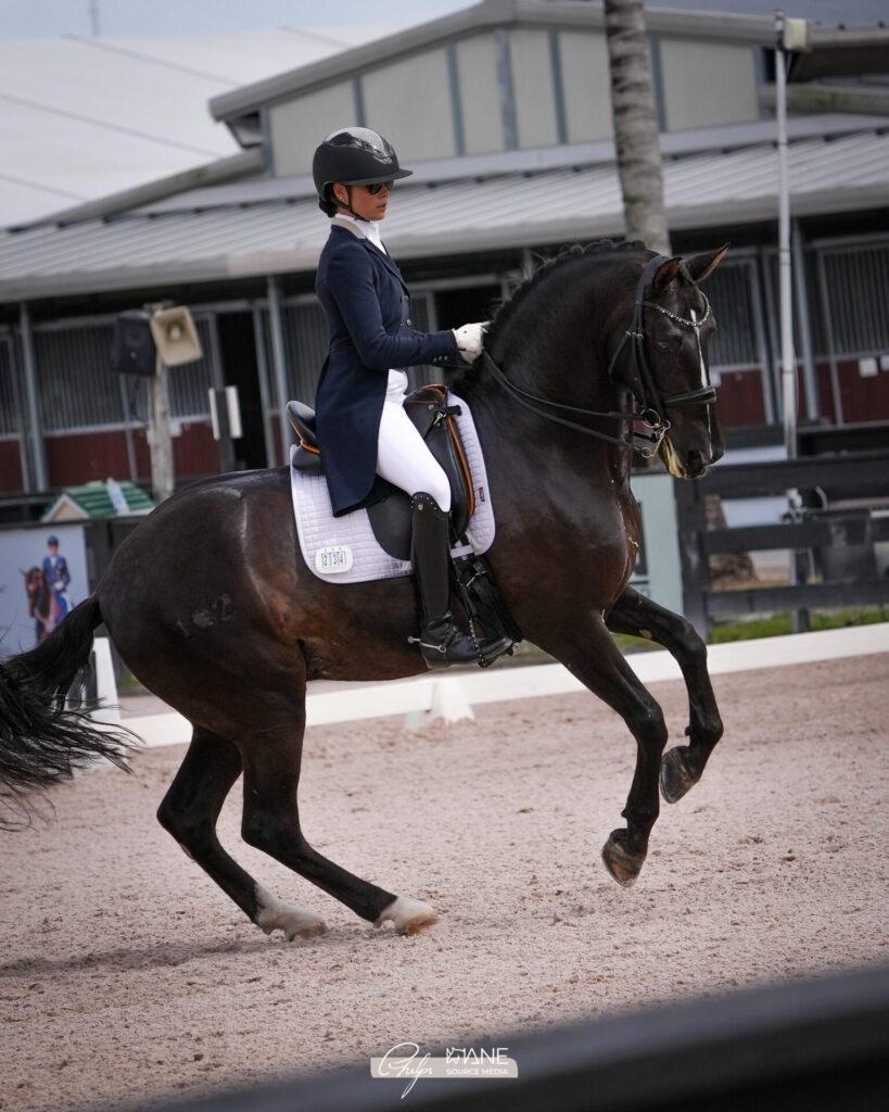 Dressage horse with rider