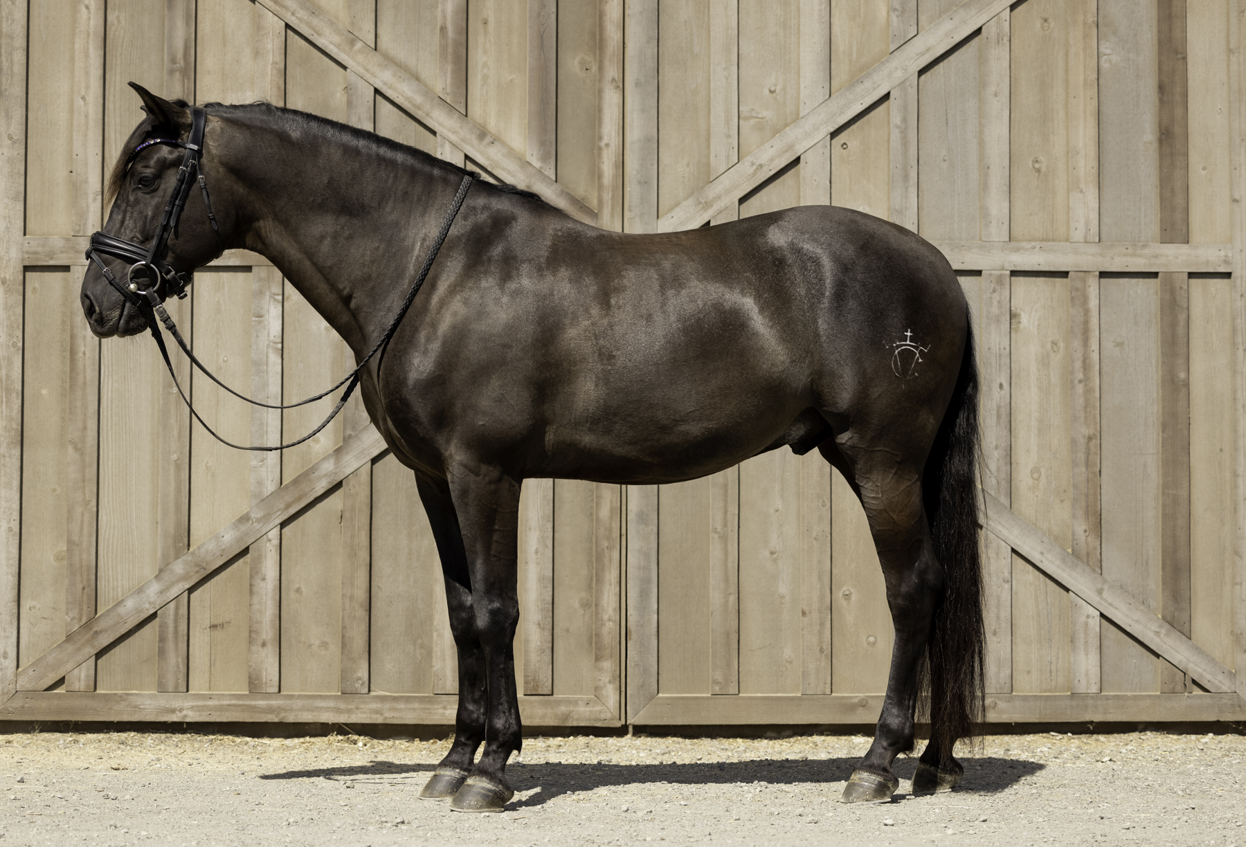 black horse conformation photo