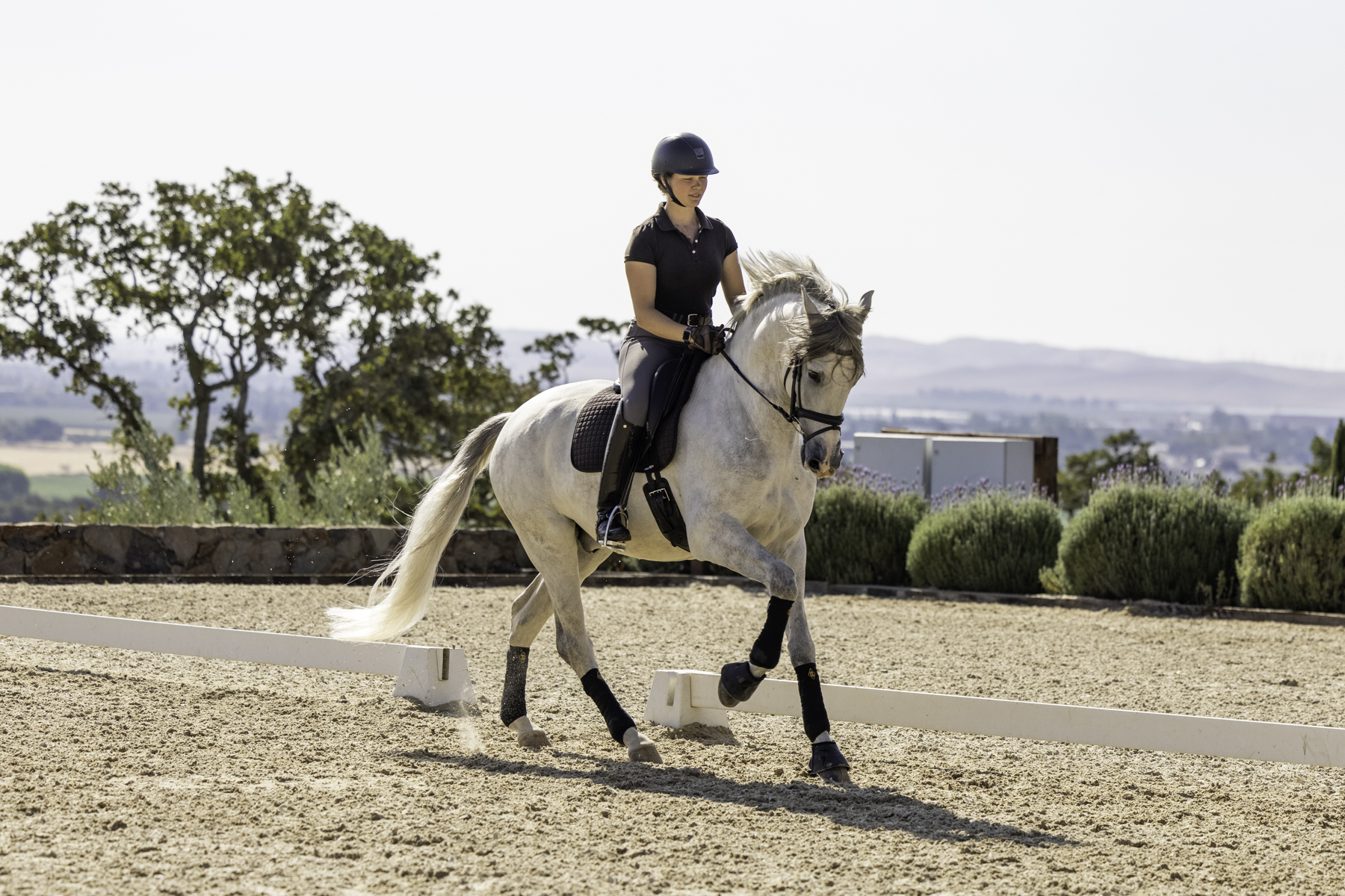 grey horse cantering with rider
