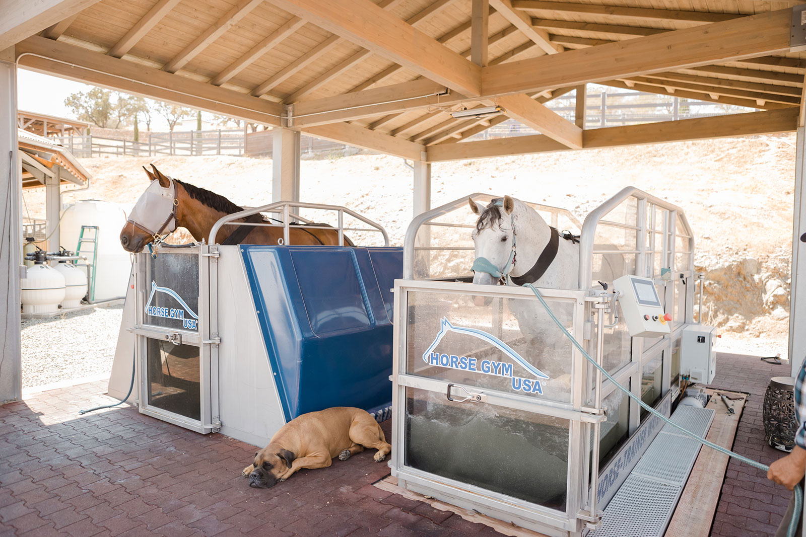 horses in horse spa