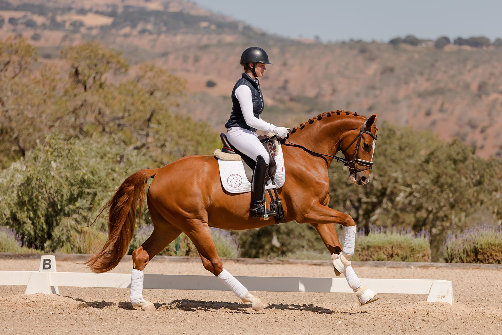 chestnut horse cantering in arena