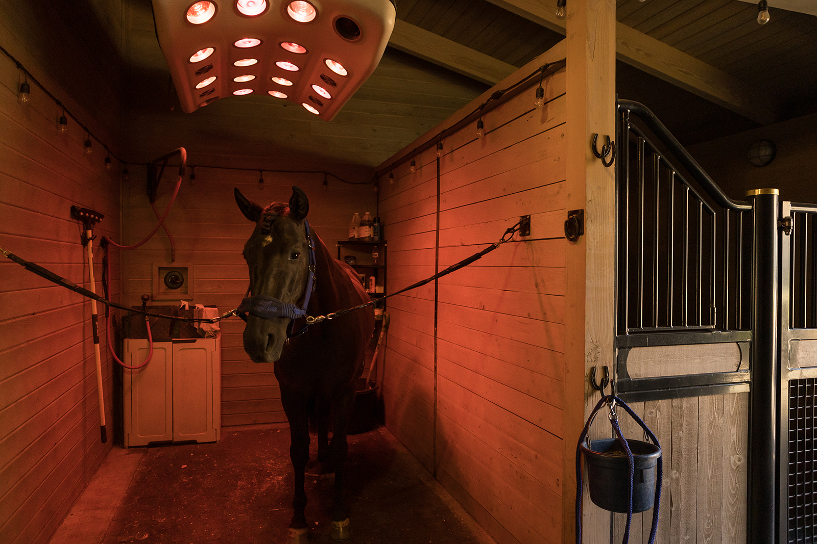 horse under therapy lights