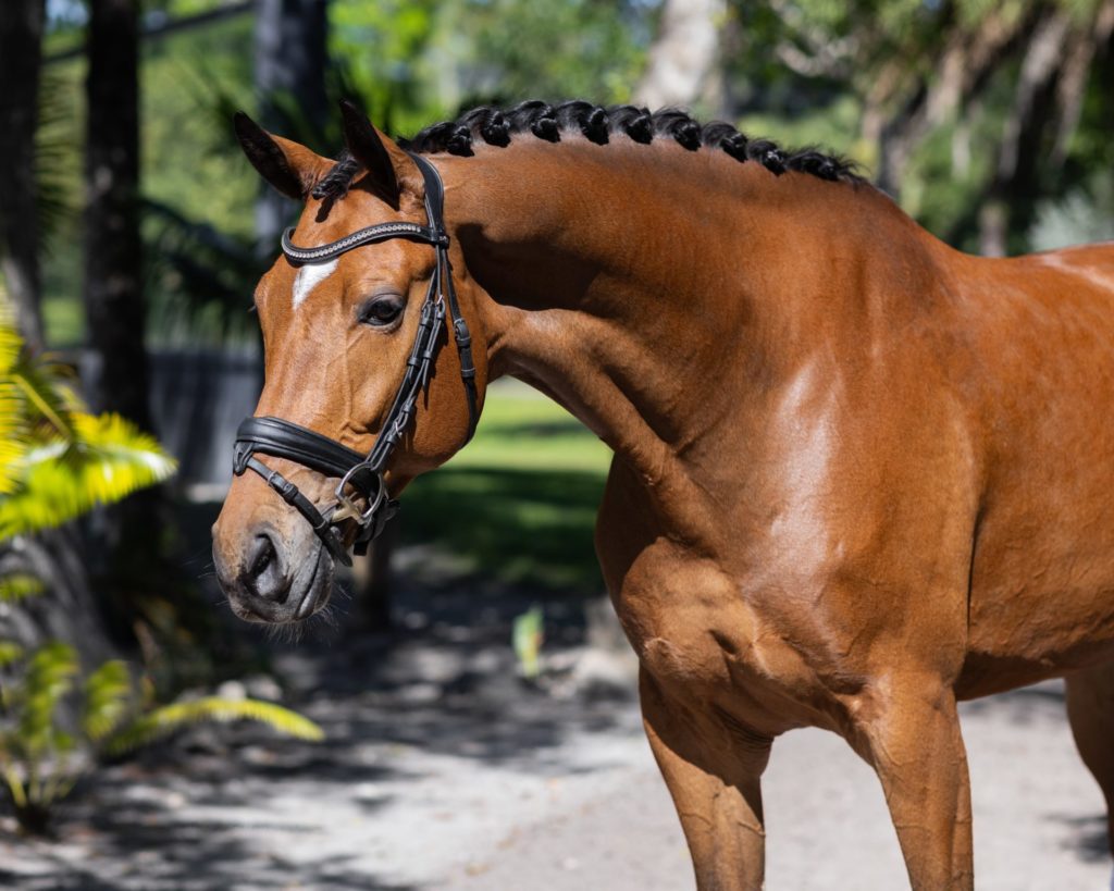 Dressage horse