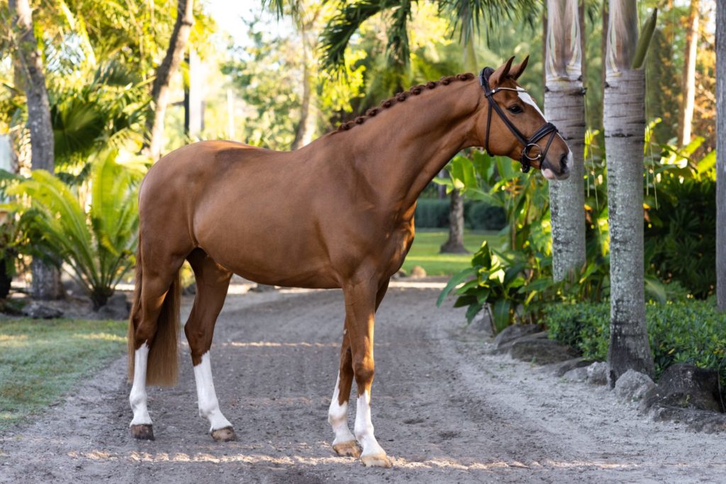 Dressage horse