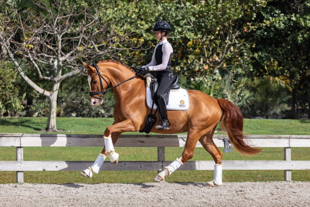 Dressage horse with rider