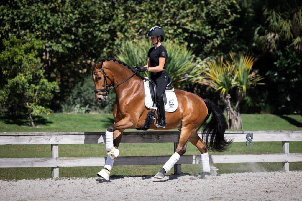 Dressage horse with rider