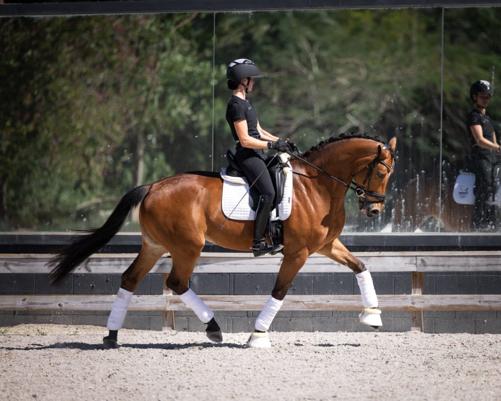 Dressage horse with rider