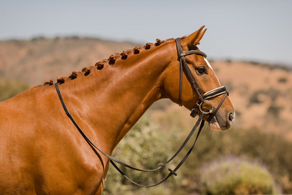 Dressage horse