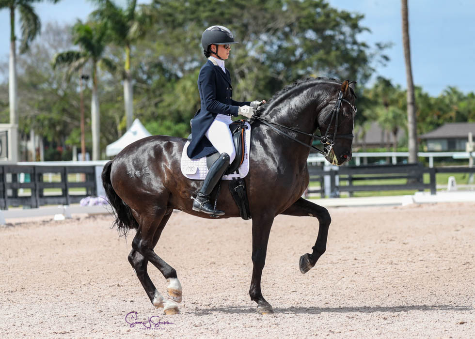 Dressage horse with rider